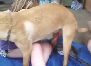 恋兽癖妻子要被四肢着地强奸了