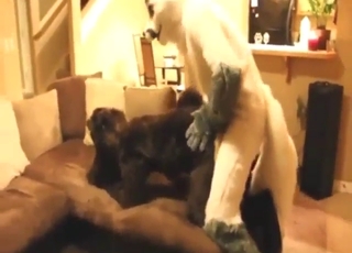 Petting his bottom's cock during furry fucking