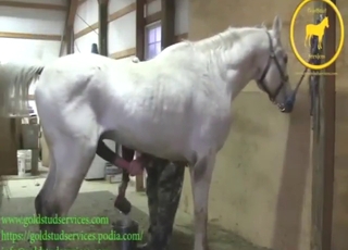 白色动物大方地展示了它漂亮的勃起