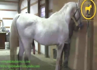 White animal shows its nice boner big time