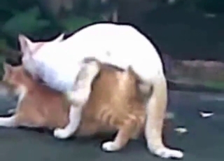 White cat fucks another cat with great passion