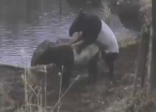 Clean tapir pussy getting fucked by another