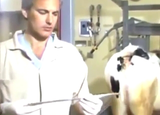 Zoo XXX movie with cows and pissing action