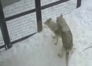 Wolf sex scene with an animal that fucks hard