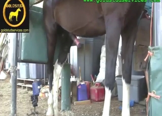 Leuke line-up van hete actie met gekke HJ's hier