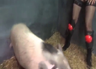 Zoophile porn movie with a pig fucking her HARD