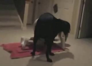 Hot zoo XXX movie with a lady who takes dog's dick