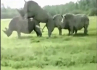 Interspecies zoo XXX with a pig taking cock