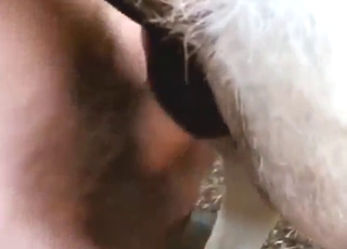 Yakışıklı bir adam eşeğin deliğini beceriyor