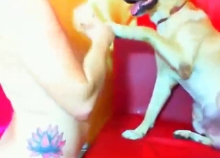 Blondynka z dużym biustem będzie ruchana od tyłu