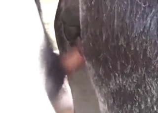 Die merrie-kut bekijken om er hard van te komen