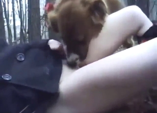 گدھے کے ساتھ شاندار بچہ کتا چاٹنا چاہتا ہے۔