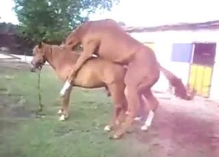 Mare puts out and that stallion loves the gape