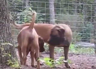 Zoophile porn clip with dog-on-dog fuckery