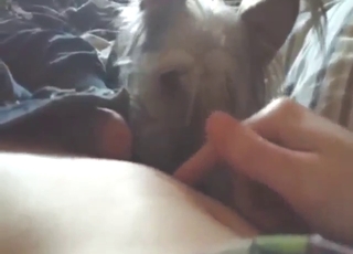 Thrilling sex scene with a guy who sucks off a dog