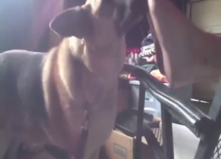 Sexy animal licking soles & toes in FF bestiality