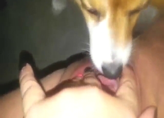 Tanned pussy on display as beast licks in POV