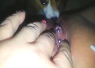 Tanned pussy on display as beast licks in POV