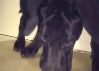 Zoo XXX with a bald fucker who needs dog dicks