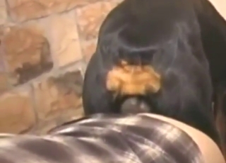 Dark-haired guy takes dog's knot from behind