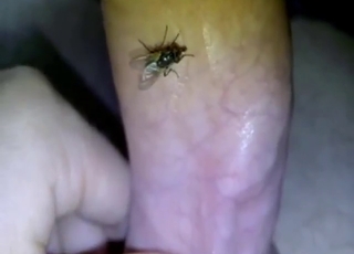 Hot bestiality porn shows a fly on his penis