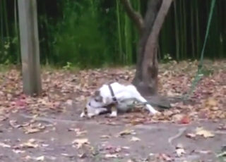 Dog gets very flexible while sucking dog cock