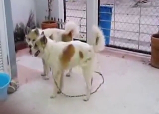 Bestiality porn looks great as dogs fuck around