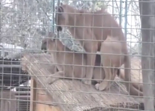 Cougar in a threesome with plenty of kink