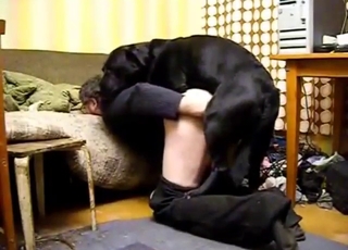 Creampie is 97% certain when a dog fucks you