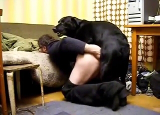 Creampie est sûr à 97% quand un chien te baise