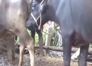 Beast-on-beast zoophile porn with sexy buffaloes