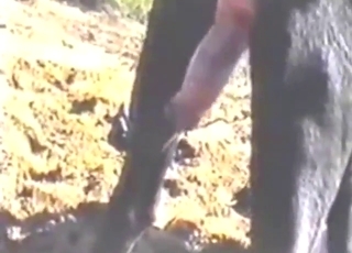 Latest zoo porn from Denmark, deep dicking