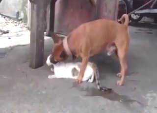 Doggo drilling that cat's hot pussy from behind
