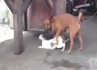Doggo drilling that cat's hot pussy from behind