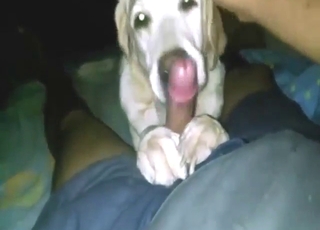 Köpek, horoz emme konusunda BAŞKA BİR SEVİYEDE