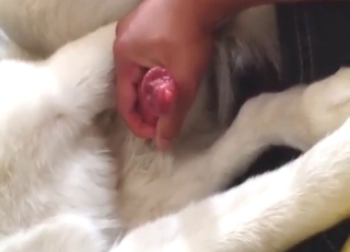 Pleasurable sex scene with a nice dog handjob