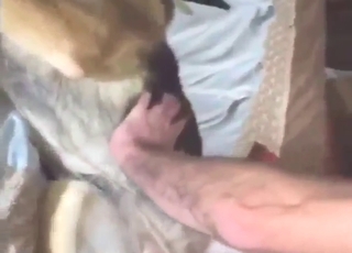 POV pleasure session with a dog that gets fucked