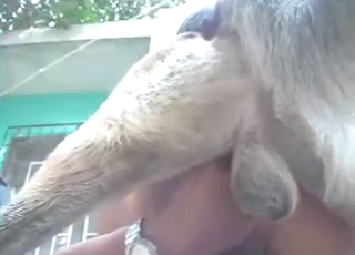 Penis pre zoofilu, ktorý chodí po štyroch kvôli psovi