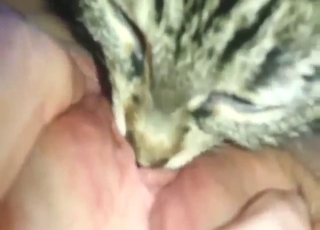 Girl with no panties gets licked by a sexy cat