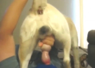 Gorąca fellatio dla bestii, która potrzebuje gorącego seksu oralnego