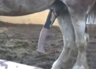 动物园色情片，一匹种马露出它多汁的阴茎