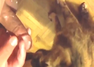 Nice video with a cat that worships his boner