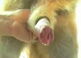 Zoo sex starts with some nice dick play up close