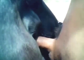 Guy with a big white cock fucks a black mare