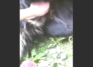 Outdoor HJ from a nice-looking zoophile hand