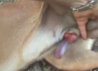 Jungle-dwelling dog enjoying first bestiality sex