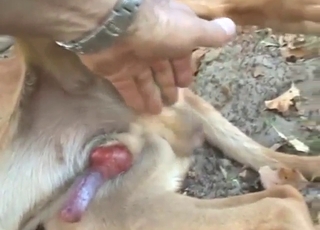 Jungle-dwelling dog enjoying first bestiality sex