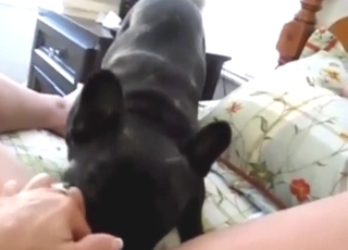 POV cunnilingus session with a dog that licks clit