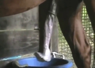 Brown horse shows off its massive, growing boner