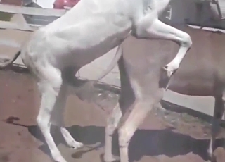 Latino beasts fucking each other in public